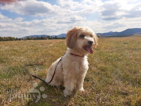 Marko - Havaneser, Euro Puppy Referenzen aus Qatar