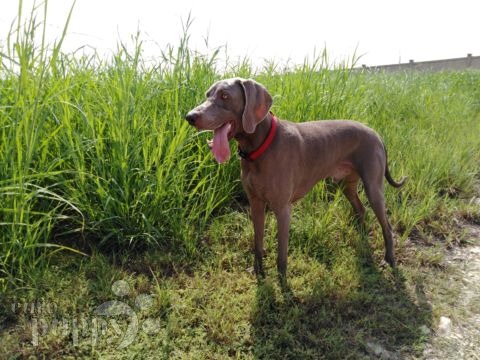 Bismarck - Weimaraner, Euro Puppy review from Oman