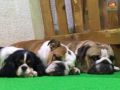 Bodhi - Englische Bulldogge, Euro Puppy review from United Arab Emirates