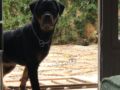 Sheba - Rottweiler, Euro Puppy review from Jordan