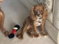 Leo - Cavalier King Charles Spaniel, Euro Puppy review from Jordan