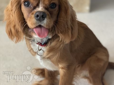 Leo - Cavalier King Charles, Euro Puppy review from Jordan