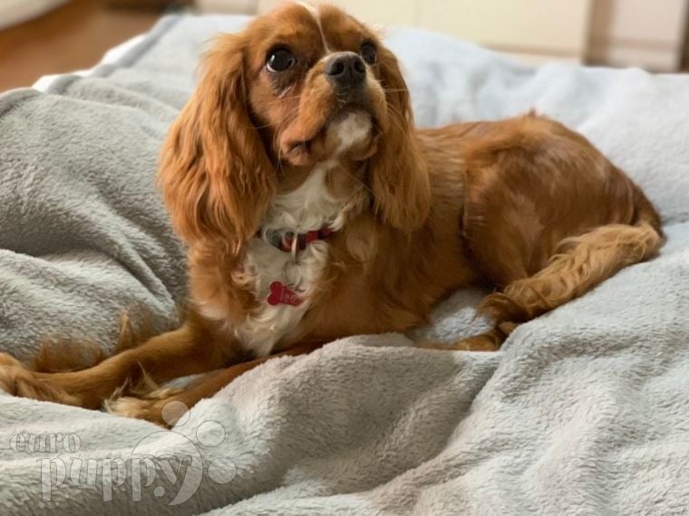 Leo - Cavalier King Charles Spaniel, Euro Puppy review from Jordan