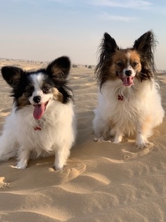 Sassy - Papillon, Referencias de Euro Puppy desde United Arab Emirates