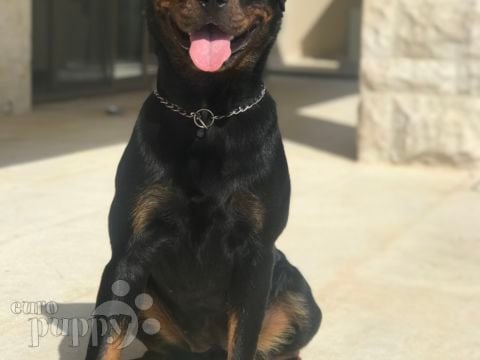 Sheba - Rottweiler, Euro Puppy Referenzen aus Jordan