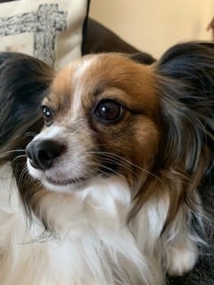 Sassy - Papillon, Euro Puppy review from United Arab Emirates