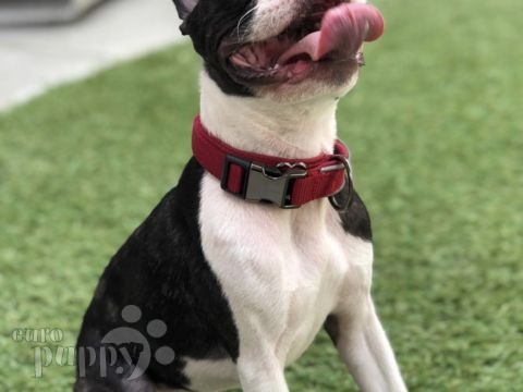 Pablo - Boston Terrier, Euro Puppy review from Kuwait