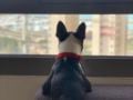 Pablo - Boston Terrier, Euro Puppy review from Kuwait
