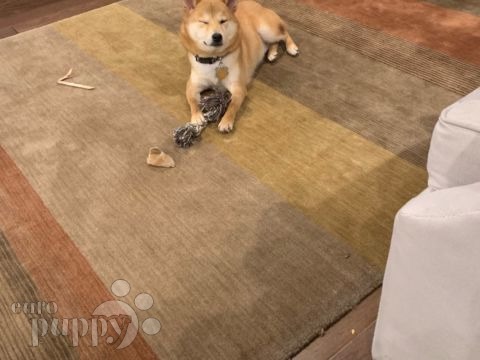 Pochi - Shiba Inu, Euro Puppy review from United States
