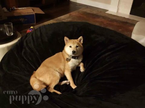 Pochi - Shiba Inu, Euro Puppy Referenzen aus United States