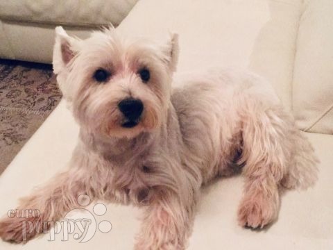 Snowy - West Highland White Terrier, Referencias de Euro Puppy desde United Arab Emirates