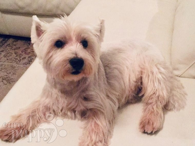 Snowy - West Highland White Terrier, Euro Puppy review from United Arab Emirates