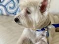 Snowy - West Highland White Terrier, Euro Puppy review from United Arab Emirates