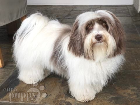 Katy - Havanese, Euro Puppy review from South Africa