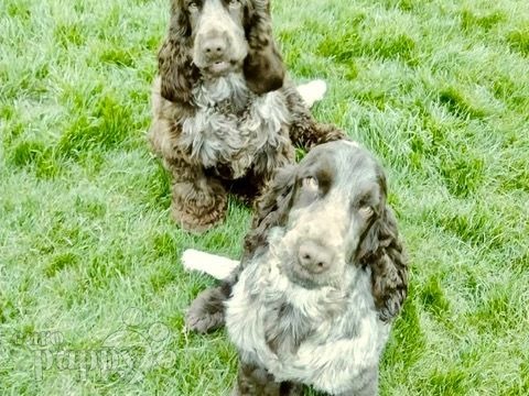 Ewelin and Einstein - Cocker Spaniel Inglés, Referencias de Euro Puppy desde United States