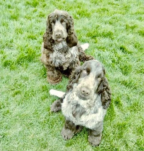 Ewelin and Einstein - English Cocker Spaniel, Euro Puppy review from United States