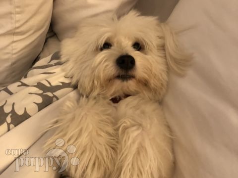 Gnocchi - Coton de Tulear, Euro Puppy review from Kuwait