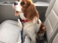 Abril - Cavalier King Charles, Euro Puppy review from Columbia