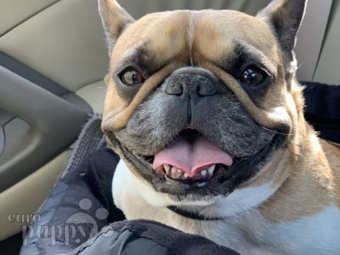 Tilly Mignon - Französische Bulldogge, Euro Puppy Referenzen aus Netherlands