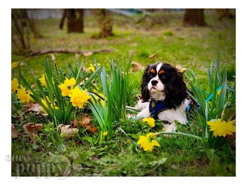 Cooper - Cavalier King Charles Spaniel, Euro Puppy Referenzen aus Romania