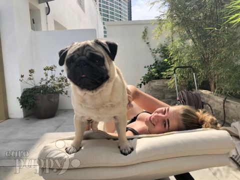 Oswald - Pug, Euro Puppy review from United Arab Emirates