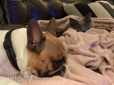Tilly Mignon - French Bulldog, Euro Puppy review from Netherlands
