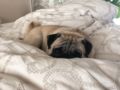 Oswald - Pug, Euro Puppy review from United Arab Emirates