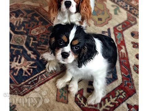 Cooper - Cavalier King Charles Spaniel, Euro Puppy review from Romania