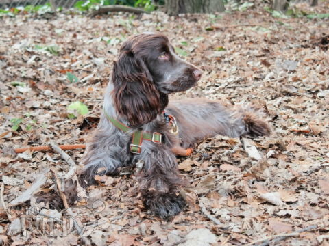 Ella - English Cocker Spaniel, Euro Puppy review from United States