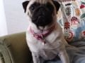 Layla - Pug, Euro Puppy review from Norway