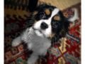 Cooper - Cavalier King Charles Spaniel, Euro Puppy Referenzen aus Romania