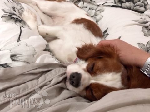Abril - Cavalier King Charles, Euro Puppy review from Columbia