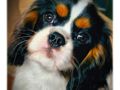 Cooper - Cavalier King Charles Spaniel, Euro Puppy review from Romania