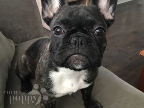 Hecate - French Bulldog, Euro Puppy review from United States