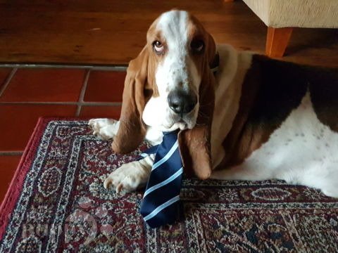 Bailey - Basset Hound, Euro Puppy review from Luxembourg