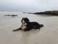 Luna - Bernese Mountain Dog, Euro Puppy review from South Africa