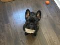 Hecate - French Bulldog, Euro Puppy review from United States