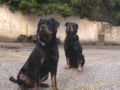 Sheba - Rottweiler, Euro Puppy review from Jordan