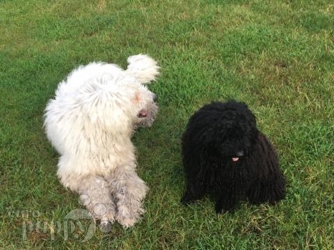 Bia - Komondor, Euro Puppy review from Germany