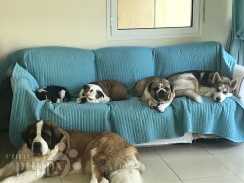 Bodhi - Englische Bulldogge, Euro Puppy review from United Arab Emirates