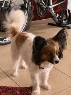 Sassy - Papillon, Euro Puppy review from United Arab Emirates