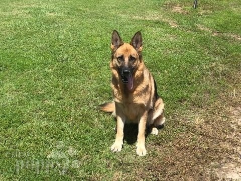 Hulin - German Shepherd Dog, Euro Puppy review from Germany
