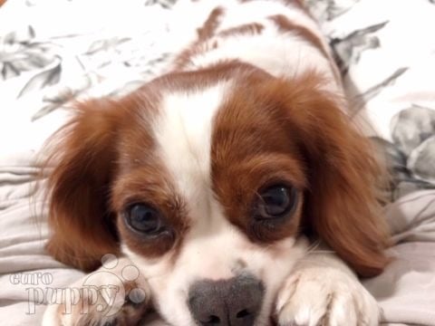 Abril - Cavalier King Charles Spaniel, Euro Puppy review from Columbia