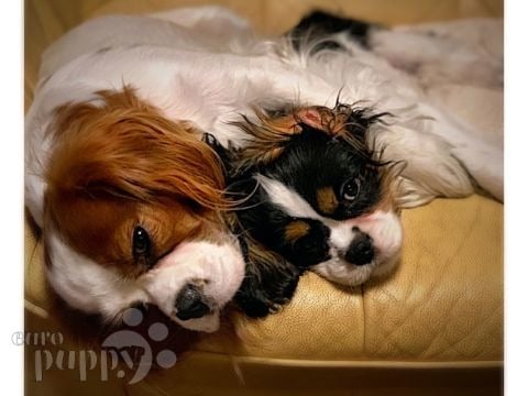 Cooper - Cavalier King Charles Spaniel, Euro Puppy Referenzen aus Romania