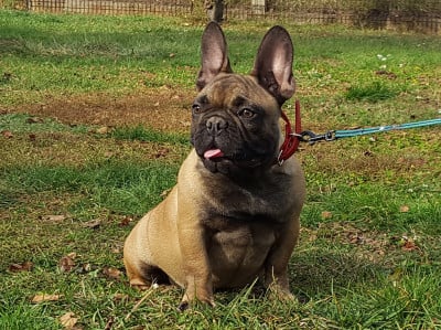 Pax - French Bulldog, Euro Puppy review from United States