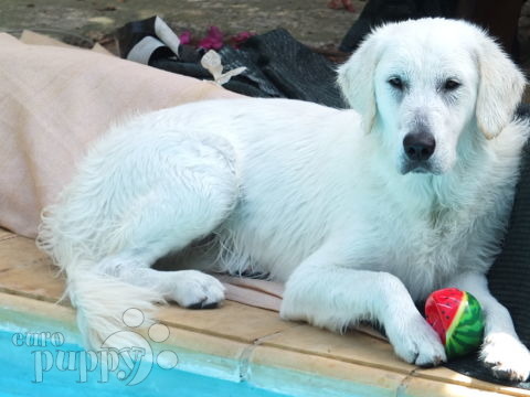 Sherlock - Golden Retriever, Referencias de Euro Puppy desde Malta