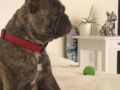 Franco - French Bulldog, Euro Puppy review from Qatar
