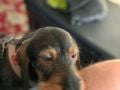 Boomer - Dachshund, Euro Puppy review from Spain