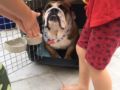 Sam - Englische Bulldogge, Euro Puppy review from United Arab Emirates