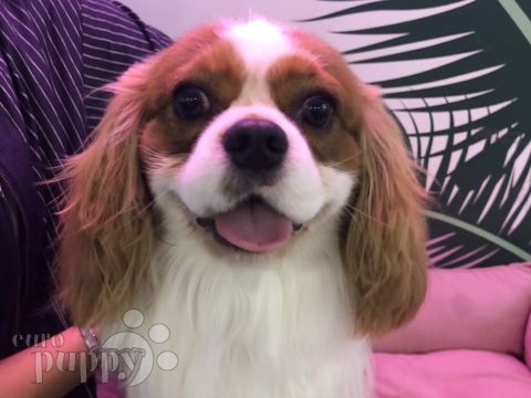 Brew - Cavalier King Charles Spaniel, Euro Puppy review from Kuwait